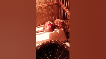Cucakrawa pinang sori,anakan dari indukan hutan pasangan Rasoki umur 13H.