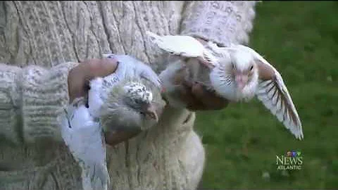 CTV Atlantic Dove Story   Ron MacKinnon