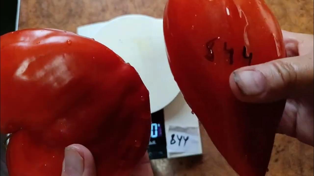 Томат Гигантский меч - YouTube