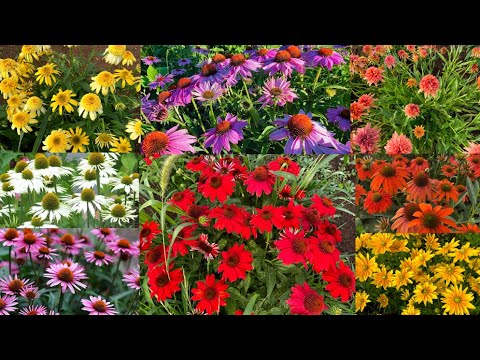 วีดีโอ: Echinacea Plant Types: พันธุ์ Coneflower ยอดนิยมมีอะไรบ้าง