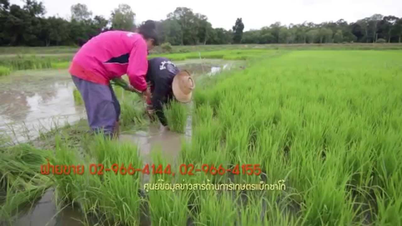 ศูนย์วิจัยข้าวอุบลราชธานี วิธีการผลิตเมล็ดพันธุ์ข้าวหอมมะลิคุณภาพ ปลักดำ (2/3)