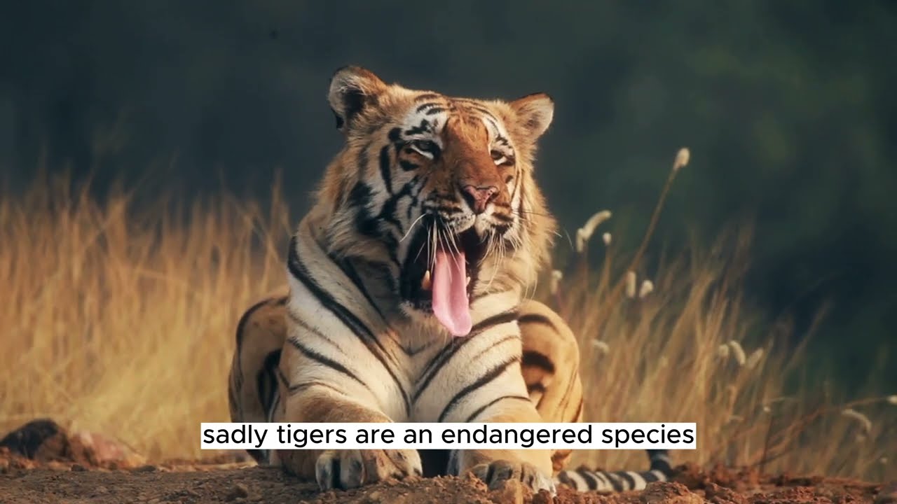 Everything You Need to Know About Tiger: Shocking Facts Revealed!