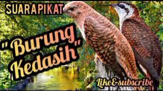 Suara burung kedasih | Suara pikat burung kedasih paling ampuh | burung kedasih