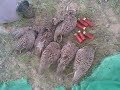 Top Rated Hunting in Pakistan | Grey Francolin Hunting | Teetar Hunitng | Teetar hunting public