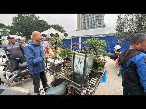 VỪA CẮT XONG ĐÃ BÁN NGAY - CÂY NGÂU ĐẸP QUÁ 5,5 TRIỆU - HÀNG BONSAI SẠCH MỊN, CHỚP MẮT MẤT CÂY