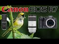 Canon R7 Real World Bird Photography