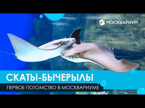 Первое потомство скатов-бычерылов в Москвариуме!