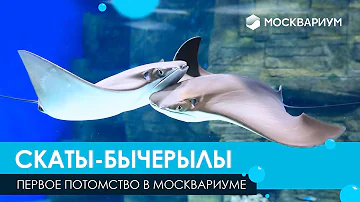 Первое потомство скатов-бычерылов в Москвариуме!