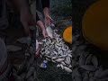 Pescuit la pluta pe canal #fishing #danube #carp #carpfishing #camping #nature #2025 #2026