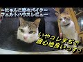 ダイソー フェルトハウス 猫と一緒にレビュー動画
