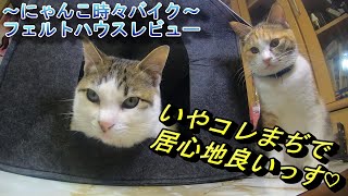 ダイソー フェルトハウス 猫と一緒にレビュー動画