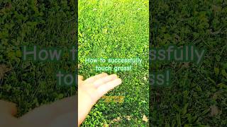 Very easy tutorial 🥺 #viral #fypシ #trending #shorts #grass #roblox #edit #tutorial
