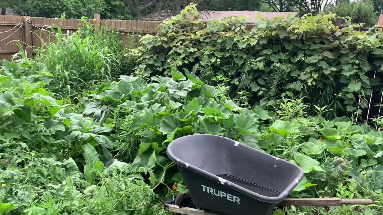 Add Butternut Squash to Your Garden for Survival Preparedness