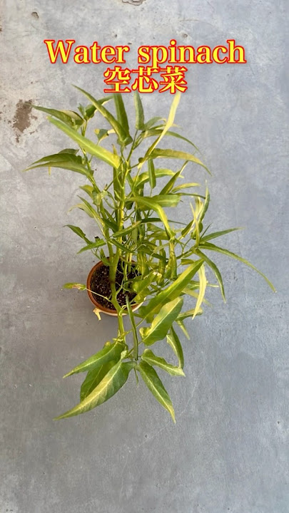 Rossiyalik qaynona kuyovi bilan jinsiy aloqada bo‘ldi (video)