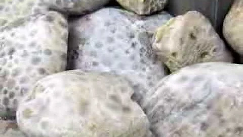 My Petoskey Stones Poetry by David Wyant