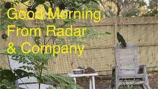 Good Morning From Radar & Company