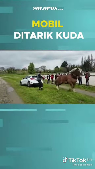 Kuda menarik Mobil dengan mudah dan cepat,story wa, story wa kata2 bijak,story wa lagu inggris,story