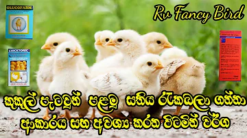 How to care for chicks up to one week and essential vitamins | කුකුල් පැටවුන් රැකබලා ගන්නේ කෙසේද..?