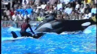 Killer  Wahle attacke  Show Orlando Seaworld  2000 Munich