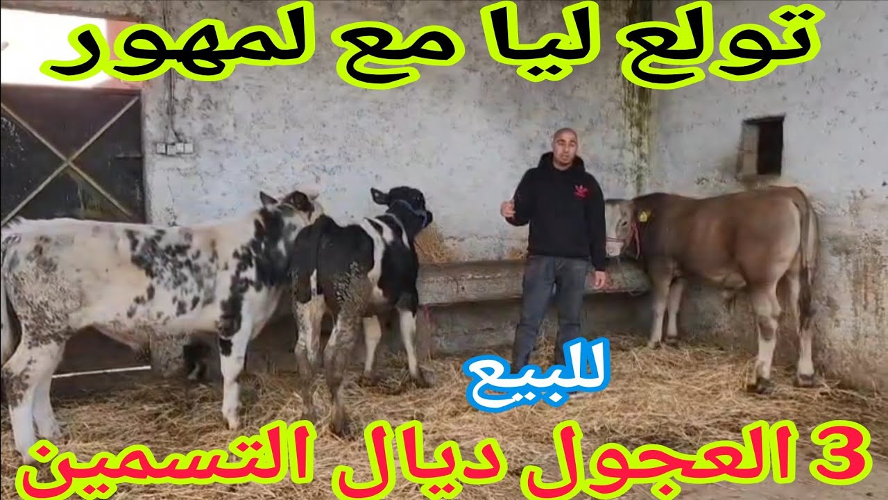 تباااارك الله 💫3 العجول ديال التسمين🌟 إتصل 06.66.21.69.68 📞ألو سي يوسف نواحي الغرب🇲🇦 
