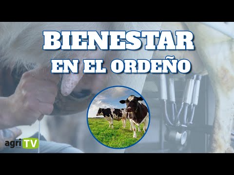 ¿Cómo MANTENER el BIENESTAR de la VACA durante el ORDEÑO?