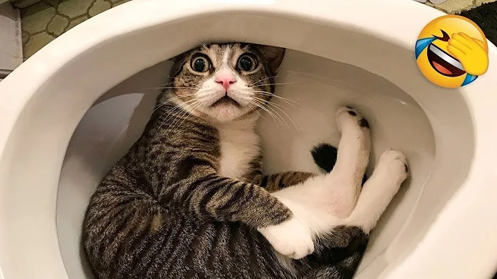 Get Ready to Laugh to Tears With these Hilarious Cats and Dogs! 😂