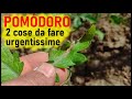 2 cose importantissime da fare contro la peronospora del pomodoro