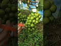 Grape Farming Techniques #farming #agriculture #shorts