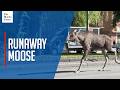 Moose seen wandering around Oslo and Stockholm