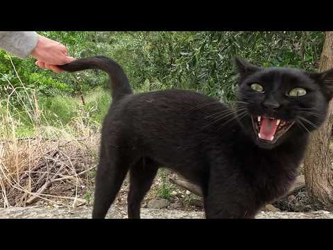 She is the loudest vocal black cat I've ever met!