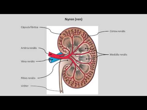 Nyrer og urinveje: Centrale anatomiske fagudtryk