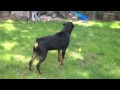 Rottweiler Home Protection Test Rottweiler Home Protection Test