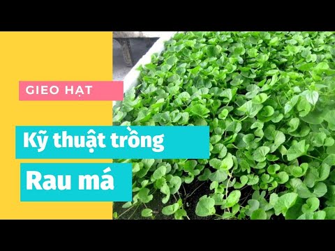 Video: Thông tin về cây Gotu Kola - Cách trồng Gotu Kola trong vườn