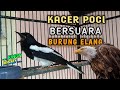 Suara Kacer Isian Elang Pas Buat Masteran Mp3 - Mp4 Download