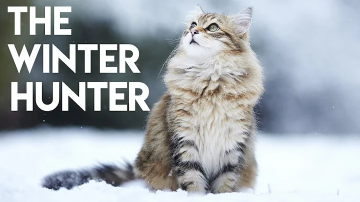 Siberian Cat 101 - Learn ALL About Them! - DayDayNews
