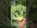 Huge overgrown broccoli 🥦