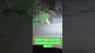 My latest patient: High heart rate, very twitchy, but excellent natural reflexes.