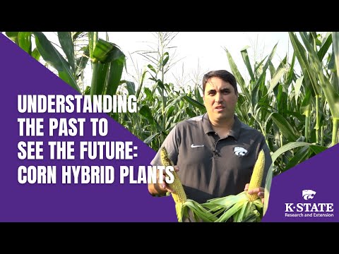 Video: V kukuřici je hybridní vitalita využívána?