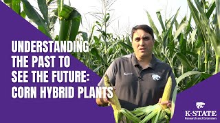 Understanding The Past To See The Future Of Corn Hybrid Plants
