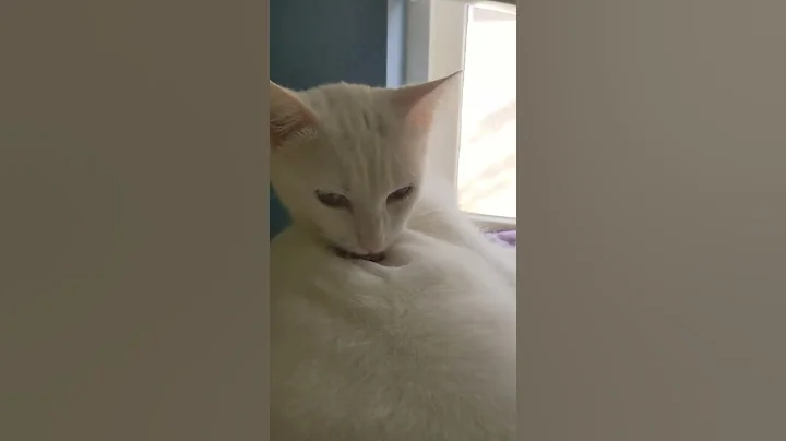 Video 1252421: cream tabby cat, tabby cat white, bathing cat white