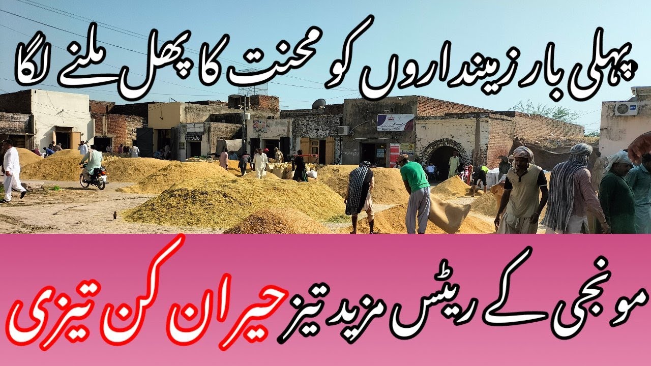 Today Paddy Munji Rates In Ghalla Mandi Alipur Chatha 18 09 2022 today-paddy-munji-rates-in-ghalla-mandi-alipur-chatha-18-09-2022