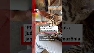 Ibama X influenciadora: a briga na Justiça pela guarda da jaguatirica Pituca 🐯⚠️