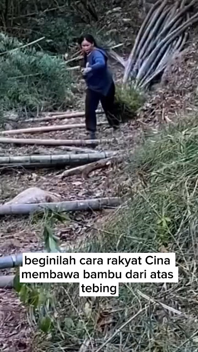 Begini Cara Angkut Bambu dari Tebing#bamboo #shorts #shortvideo