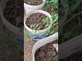Pomodoro in Vaso Preparo un nuovo esperimento 🫣👍🍅