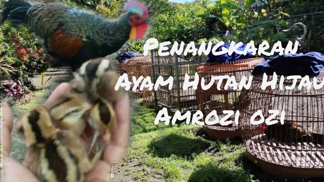 Ep. 2 Perawatan Ayam Hutan Hijau Dalam Kandang Penangkaran 