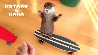 カワウソコタローとハナ　新しいスケボーをゲットだぜ！  Otter Kotaro&Hana Got a New Skateboard!
