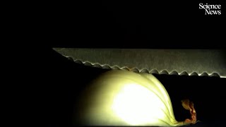How do you cut onions without crying? | Science News