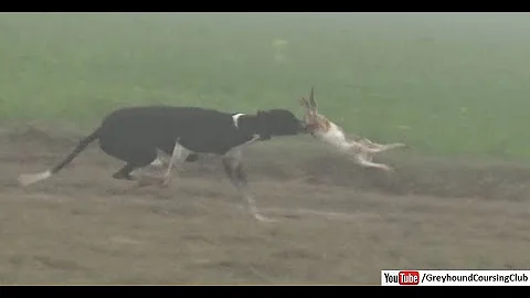 Whippet dog vs rabbit race 2021 | rabbit hunting in pakistan