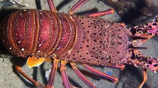 Berburu di Bawah Laut! Sekali Menyelam Langsung Panen Ikan, Kepiting & Lobster!