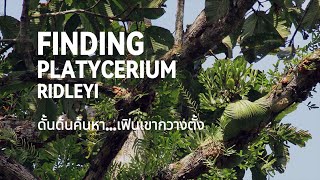 Finding Platycerium ridleyi